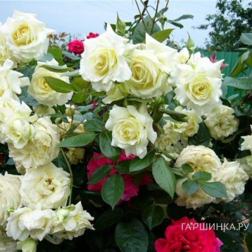 Роза Эльф плетистая, Топалович (лиц)