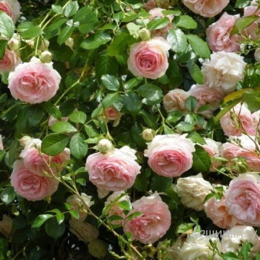 Роза Эден Роуз (Пьер Де Ронсар) плетистая, Топалович (лиц)