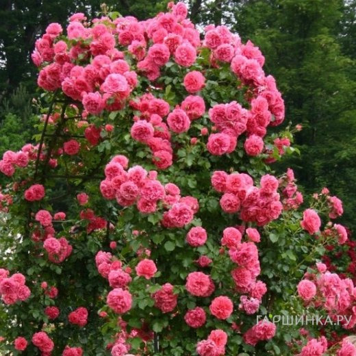 Роза Розариум Ютерсен плетистая, Топалович (лиц)