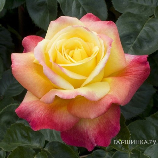 Роза Пульман Ориент Экспресс чайно-гибридная, Топалович (лиц)