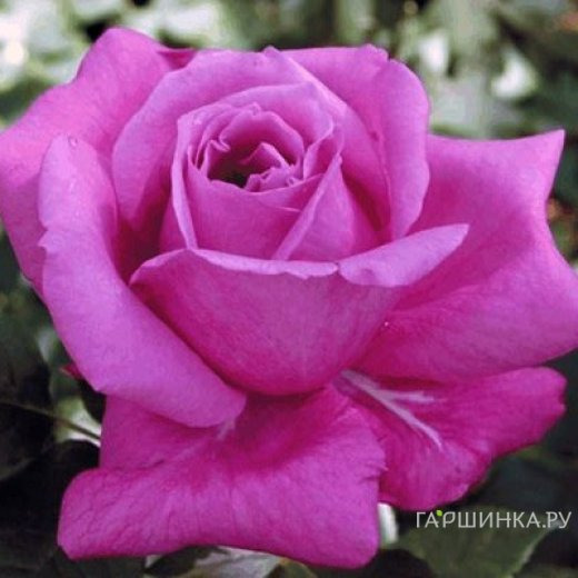 Роза Виолет Парфюм/Мелоди Парфюм чайно-гибридная, Топалович (лиц)