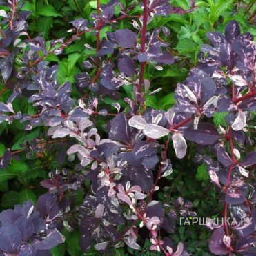 Барбарис Сильвер Майлс оттавский