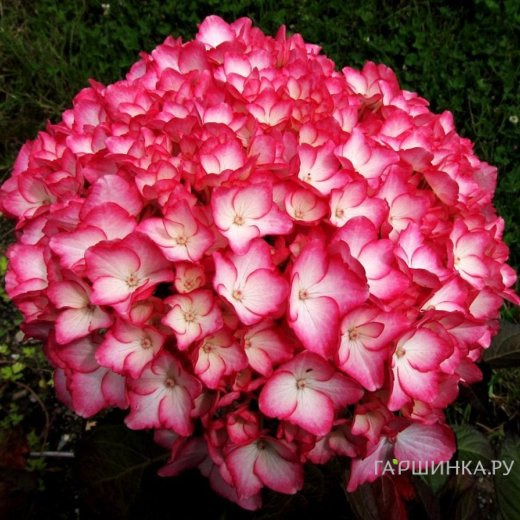 Гортензия Сабрина крупнолистная (макрофила)