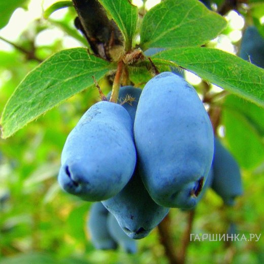 Жимолость Волшебница