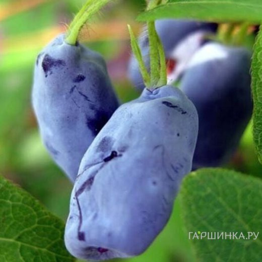 Жимолость Ленинградский великан