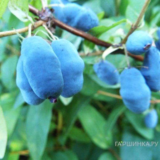 Жимолость Синичка