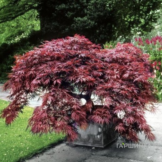 Клен Атропурпуреум