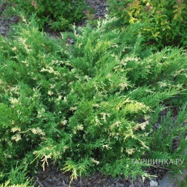 Можжевельник горизонтальный Андорра Вариегата