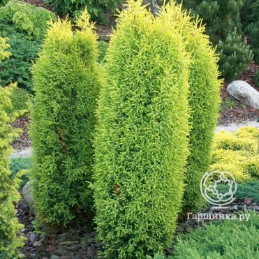 Можжевельник обыкновенный Голд Кон