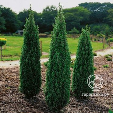 Можжевельник обыкновенный Хиберника