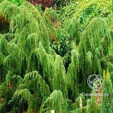 Можжевельник обыкновенный Horstmann