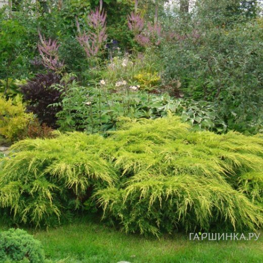 Можжевельник средний Голд Коаст