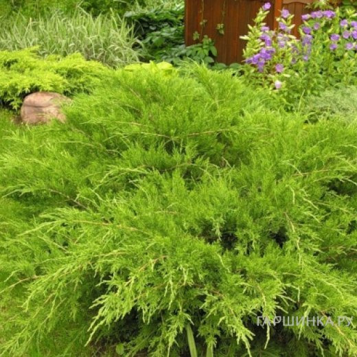 Можжевельник средний Минт Джулеп