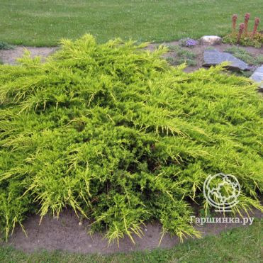 Можжевельник средний Пфитцериана Ауреа