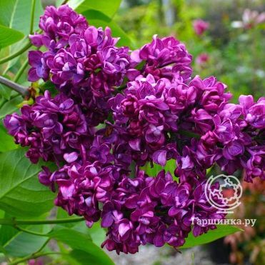 Сирень Чарльз Джоли (Шарль Жоли)