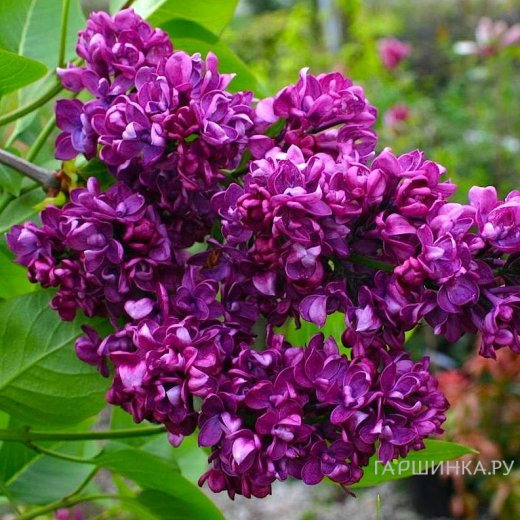 Сирень Чарльз Джоли (Шарль Жоли)