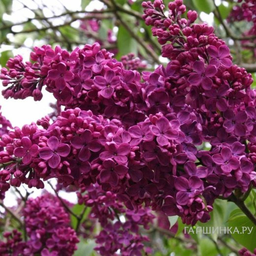 Сирень Памяти Людвига Шпета