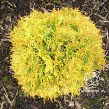 Туя шаровидная Амбер Глоу