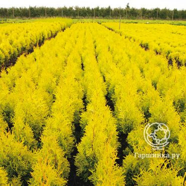 Туя западная Мария