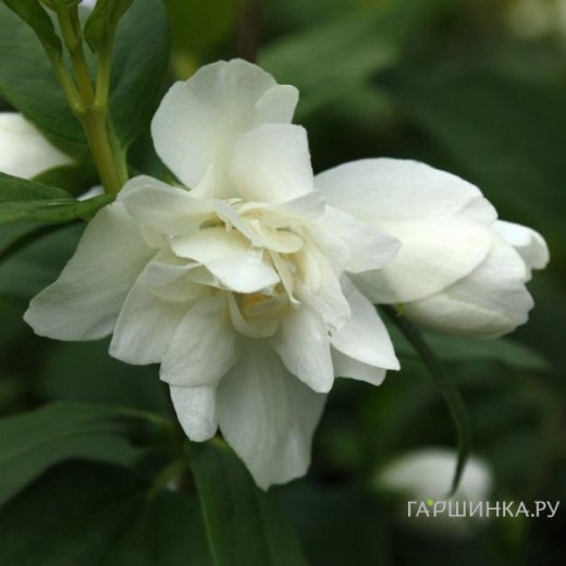 Чубушник Манто Дэрмин