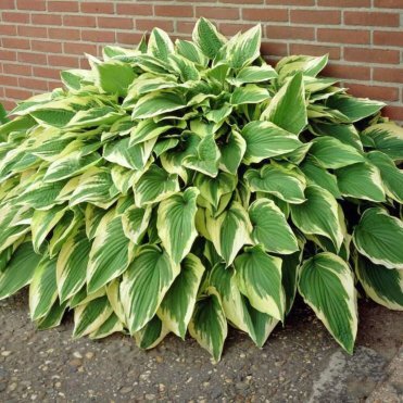 Хоста Антиох (ML)