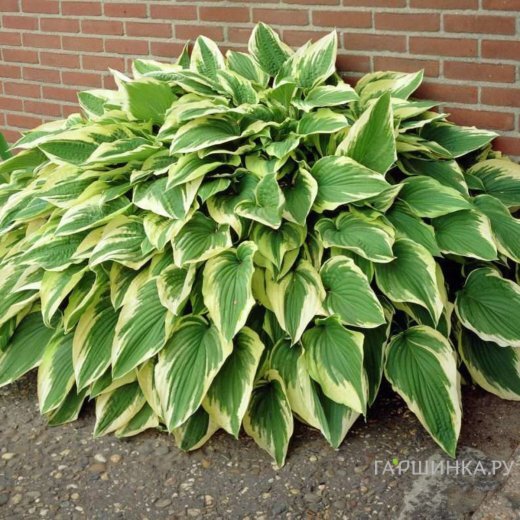 Хоста Антиох (ML)