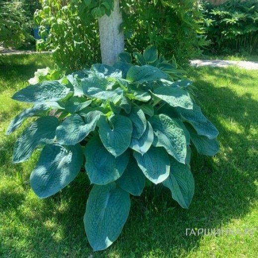 Хоста Биг Дэдди (VL)