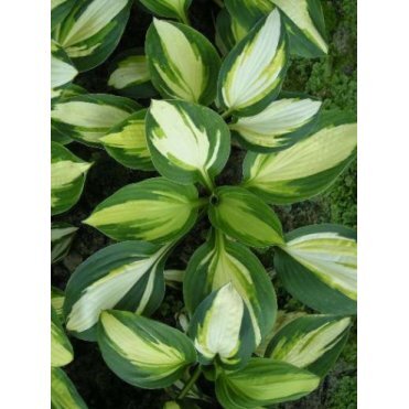 Хоста Колор Фестивал (SM)