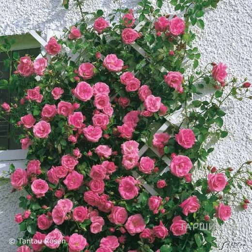 Роза Лавиния плетистая, Тантау (лиц)