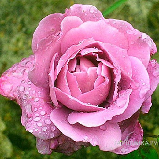 Роза Дойче Велле флорибунда, Топалович (лиц)