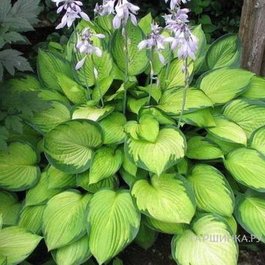 Хоста Голд Стандарт (ML)