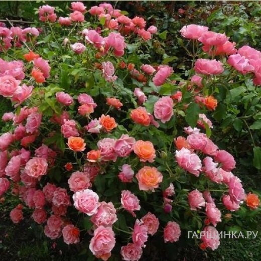 Роза Жан Кокто флорибунда, Топалович (лиц)