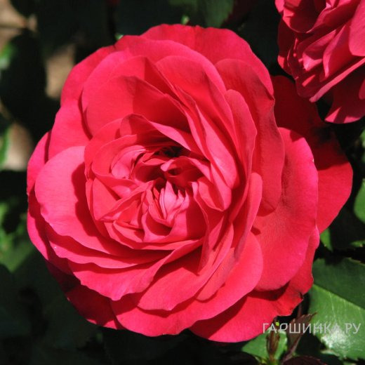 Роза Мона Лиза флорибунда, Top Roses