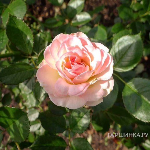 Роза Пастелла флорибунда, Тантау (лиц)