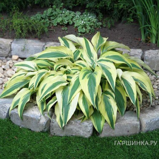 Хоста Лейксайд Драгонфлай (M)