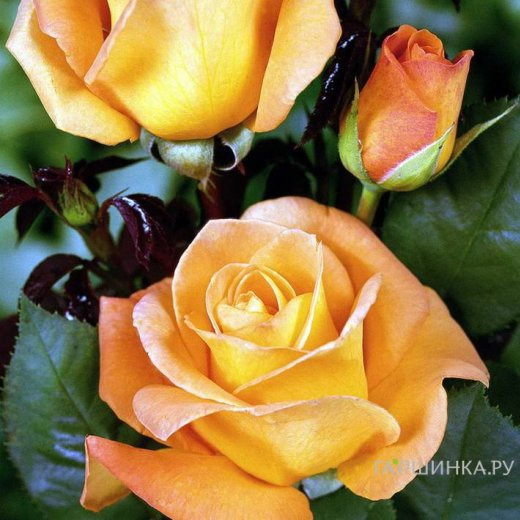 Роза Виски чайно-гибридная, Тантау (лиц)