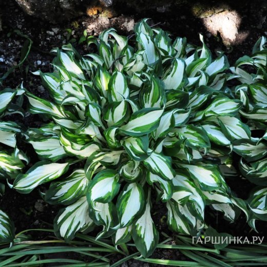 Хоста Медиовариегата волнистая (М)