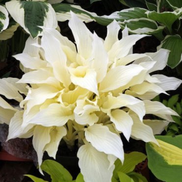 Хоста Вайт Фезе (Белое перо) (M)