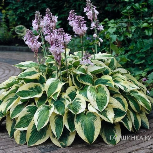 Хоста Вайт Брим (ML)