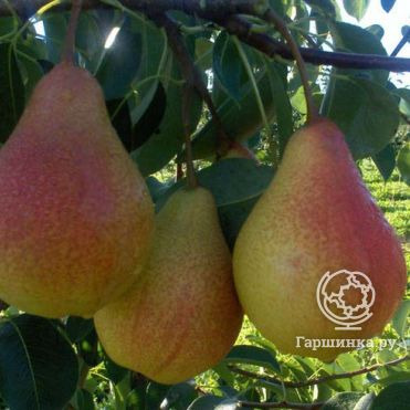 Груша Кафедральная