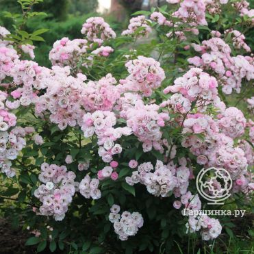 Роза Хэвенли Пинк мускусная, Ленс (лиц)