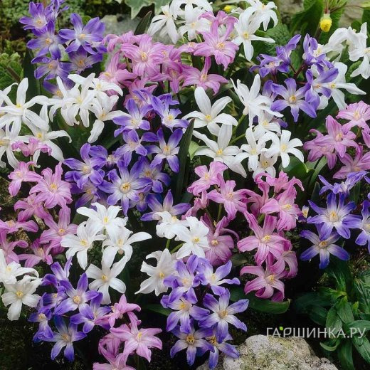 Хионодокса Микс 15 шт