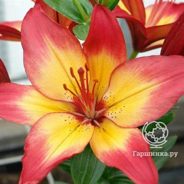 Лилия Хартстрингс азиатская / 2шт