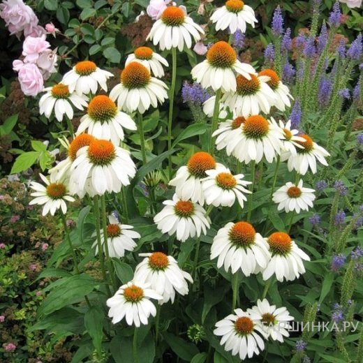 Эхинацея пурпурная Белый лебедь