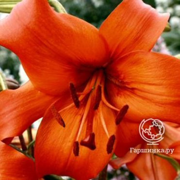 Лилия Перл Каролина /2 шт