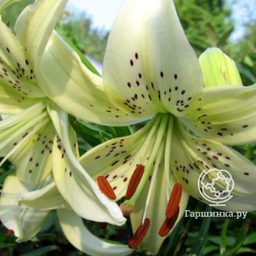 Лилия Свит Саррендер тигровая