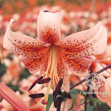 Лилия Тайгер Бейбиз тигровая /2 шт