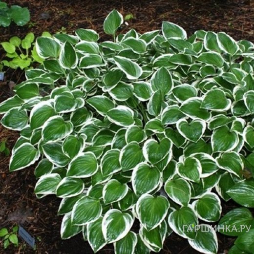 Хоста Даймонд Тиара (SM)