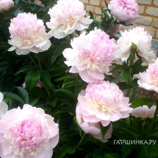 Пион лекарственный Мутабилис Плена