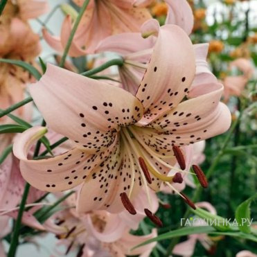 Лилия Пинк Джайнт тигровая